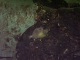 145-146.jpg.small.jpeg